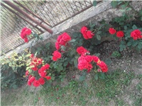 d1a12090-Picture 011.jpg